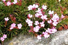 Acantholimon