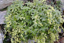 Alchemilla