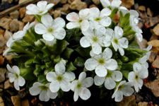 Androsace