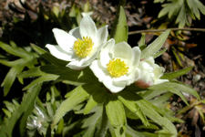 Anemone