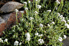 Antennaria