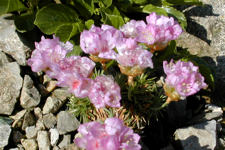 Armeria