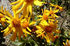 Arnica