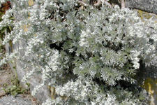 Artemisia