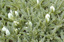 Astragalus