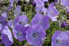 Campanula