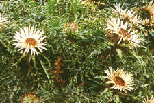 Carlina