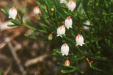 Cassiope