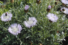 Centaurea