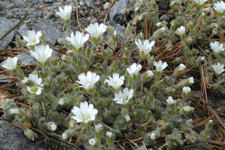 Cerastium