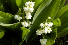 Convallaria