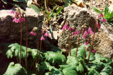 Cortusa