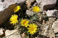 Erigeron