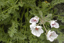 Erodium