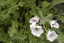 Erodium