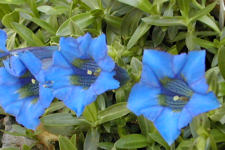 Gentiana