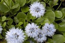 Globularia