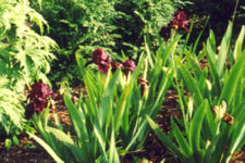 Iris