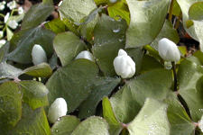 Jeffersonia