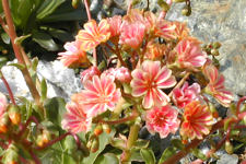 Lewisia