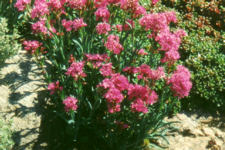 Lychnis