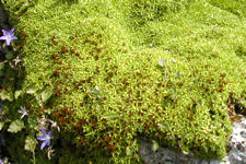 Minuartia
