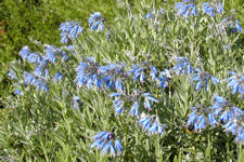 Moltkia