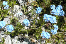 Myosotis