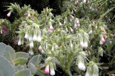 Onosma